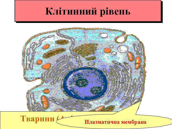 Клітинний рівень Тварини (Animalia) Плазматична мембрана 