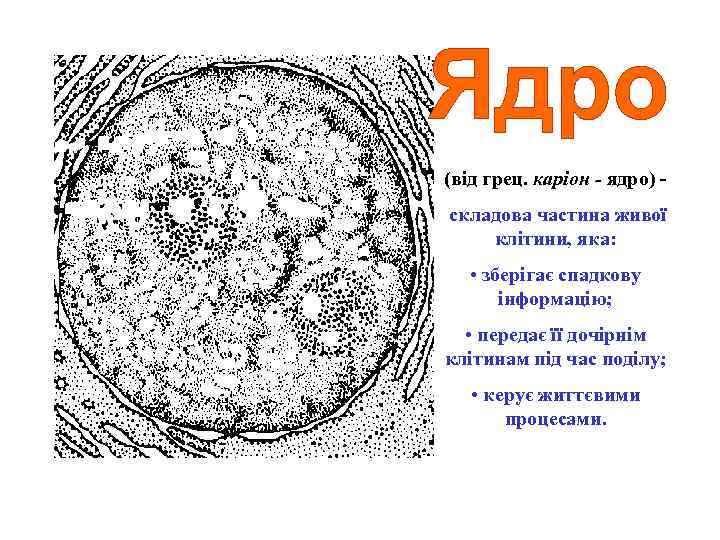 (від грец. каріон - ядро) складова частина живої клітини, яка: • зберігає спадкову інформацію;