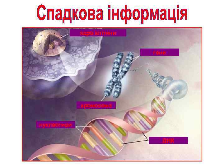 ядро клітини гени хромосома нуклеотиди ДНК 