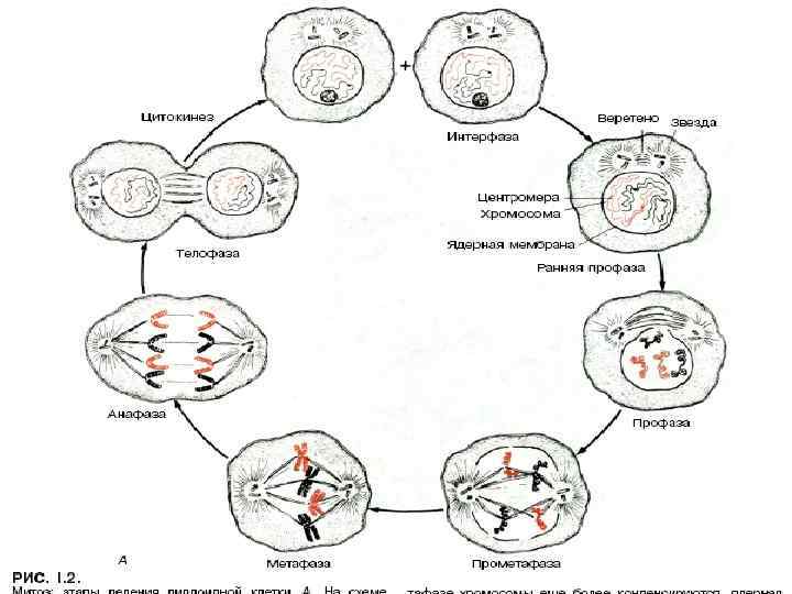 Забезпечують: • біосинтез білку. Забезпечує: • поділ клітин; • побудову мітотичного апарату поділу клітини;