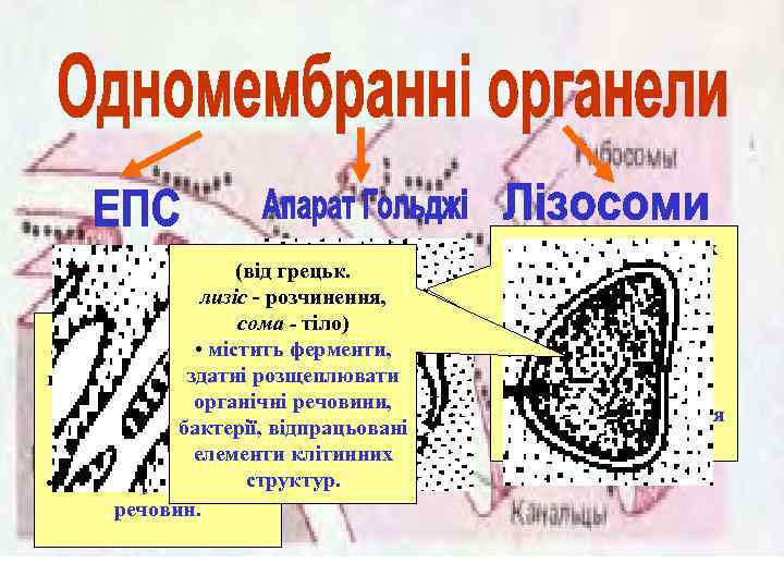 (від грецьк. лизіс - розчинення, сома - тіло) • містить • це система мембран,
