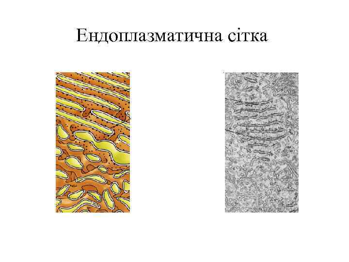 Ендоплазматична сітка 