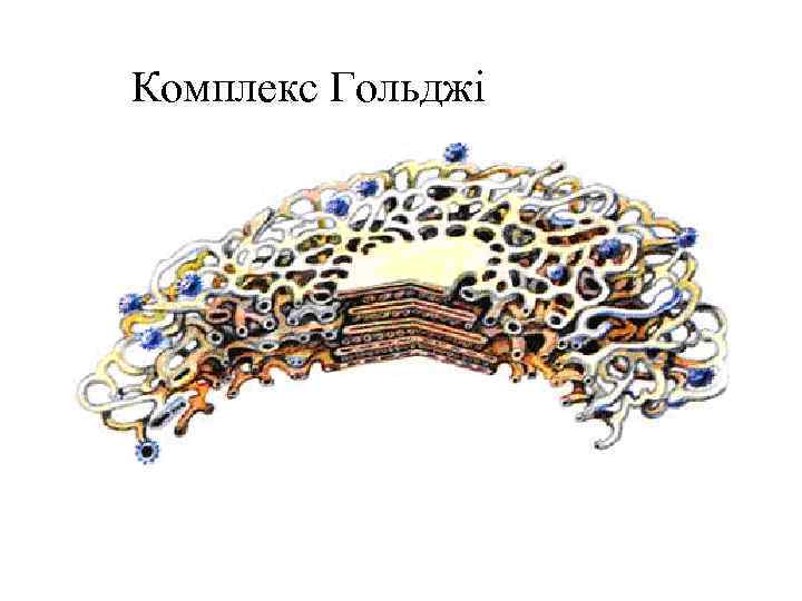Комплекс Гольджі 