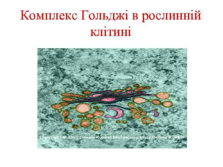 Комплекс Гольджі в рослинній клітині 