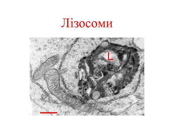 Лізосоми 