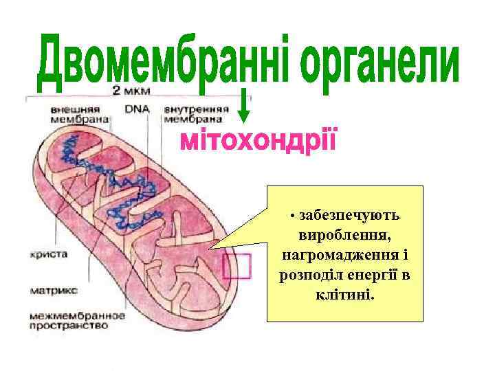  • забезпечують вироблення, нагромадження і розподіл енергії в клітині. 