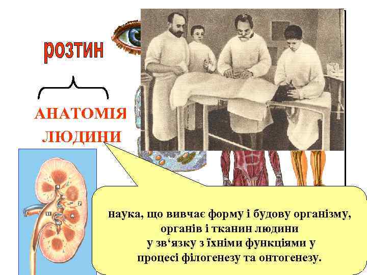 АНАТОМІЯ ЛЮДИНИ наука, що вивчає форму і будову організму, органів і тканин людини у