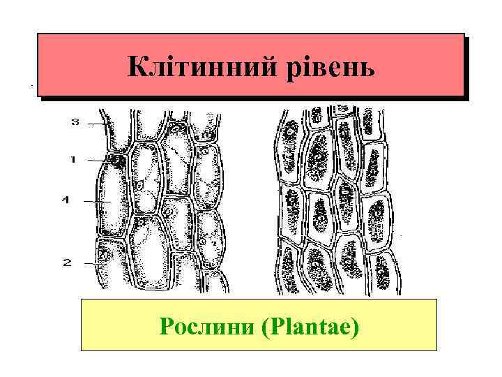 Клітинний рівень Рослини (Plantae) 