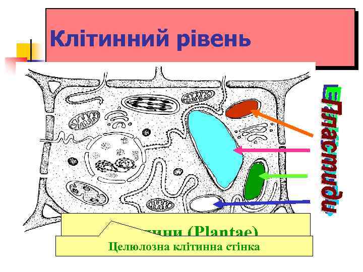 Клітинний рівень Рослини (Plantae) Целюлозна клітинна стінка 