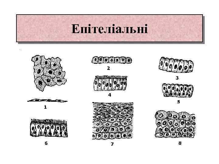 Епітеліальні 