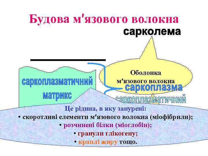 Будова м′язового волокна Оболонка м′язового волокна Це рідина, в яку занурені: • скоротливі елементи