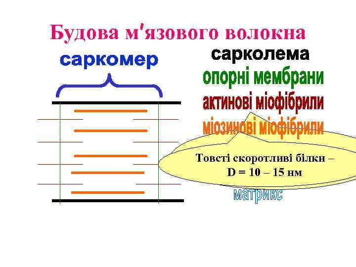 Будова м′язового волокна Тонкі скоротливі білки Товсті скоротливі білки – – DD = 4,