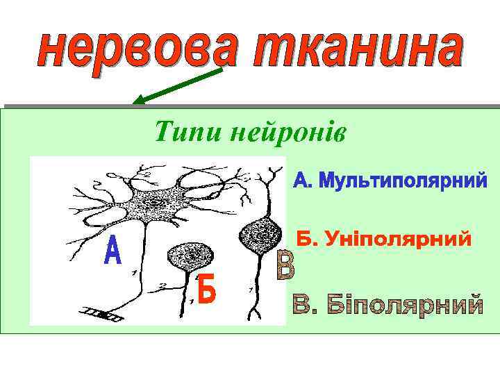 Типи нейронів 
