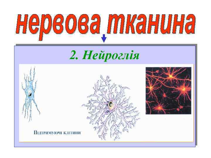 2. Нейроглія 