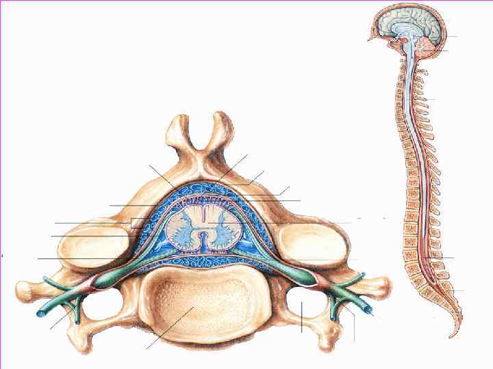 Системи органів ОРГАННИЙ ФІЗІОЛОГІЧНІ – Тканинний анатомічне і Частина тіла, що має функціональне певну