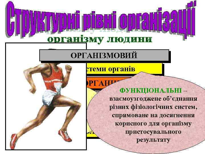 ОРГАНІЗМОВИЙ Системи органів ОРГАННИЙ ФІЗІОЛОГІЧНІ – ФУНКЦІОНАЛЬНІ – Тканинний анатомічне і взаємоузгоджене об’єднання функціональне