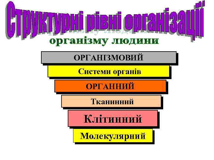 ОРГАНІЗМОВИЙ Системи органів ОРГАННИЙ Тканинний Клітинний Молекулярний 