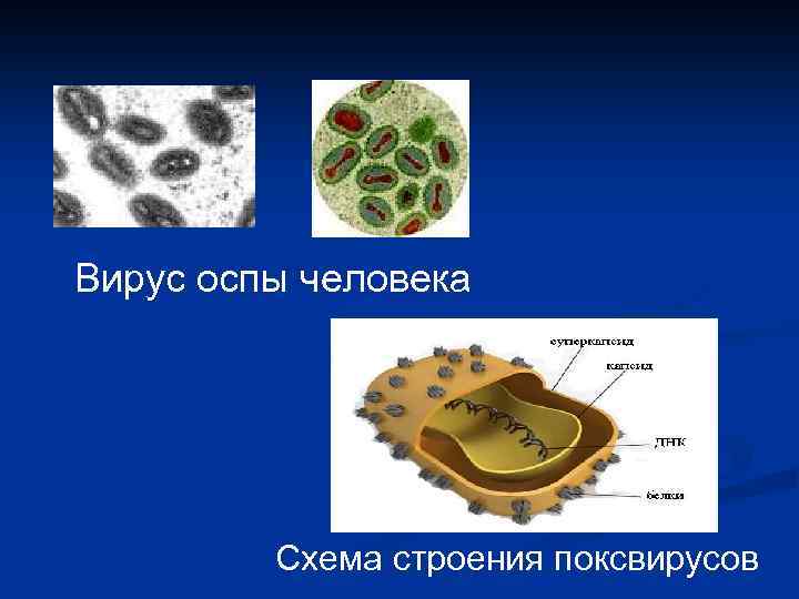 Вирус оспы рисунок