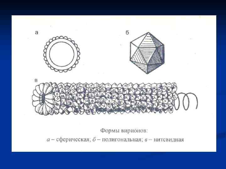 Рисунки различных форм вирионов