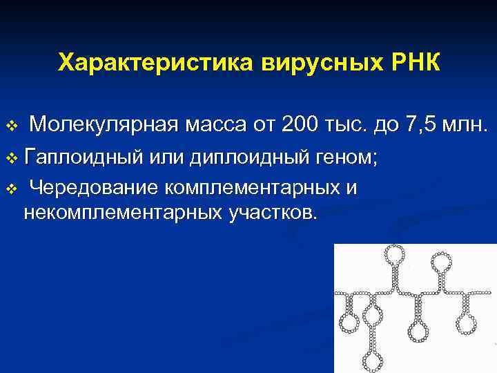 Характеристика вирусных РНК Молекулярная масса от 200 тыс. до 7, 5 млн. v Гаплоидный