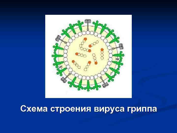 Схема строения вируса гриппа 