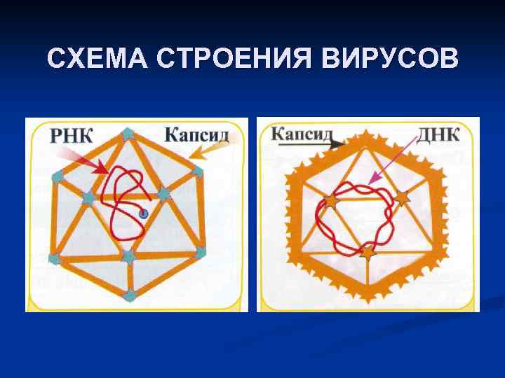 СХЕМА СТРОЕНИЯ ВИРУСОВ 