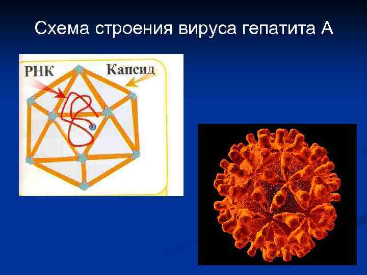 Схема строения вируса гепатита А 