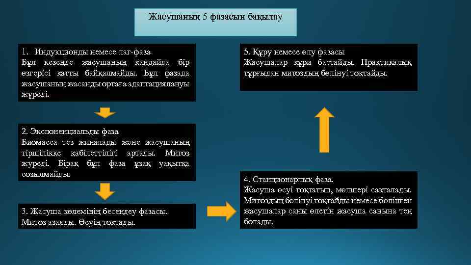 Жасушаның 5 фазасын бақылау 1. Индукционды немесе лаг-фаза Бұл кезеңде жасушаның қандайда бір өзгерісі