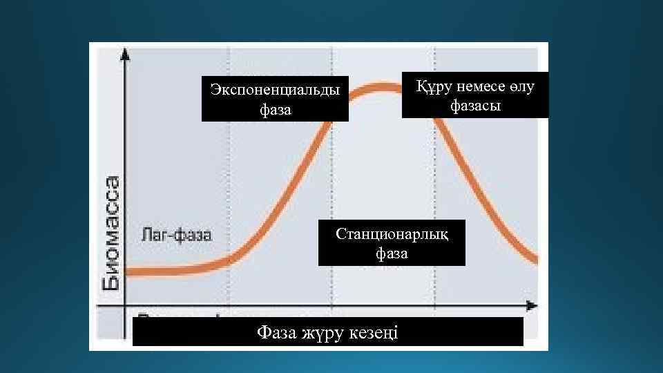 Экспоненциальды фаза Құру немесе өлу фазасы Станционарлық фаза Фаза жүру кезеңі 