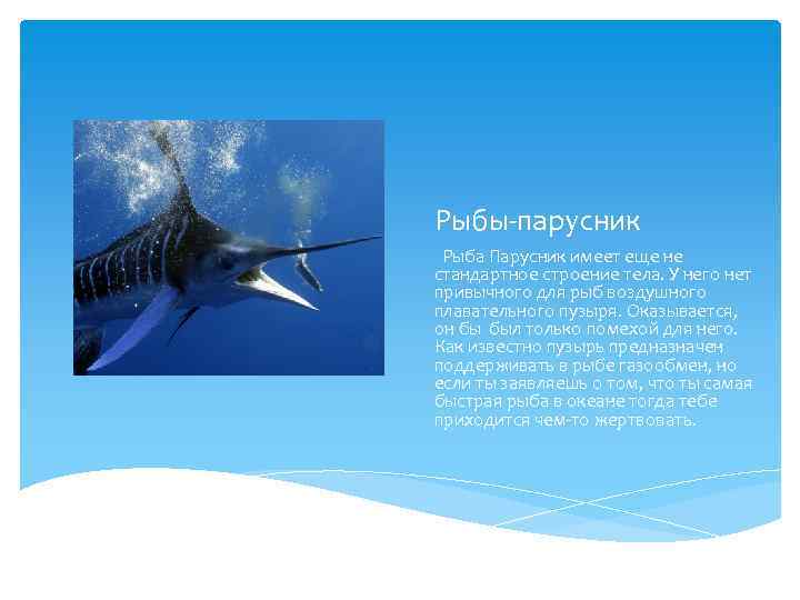 Рыбы-парусник Рыба Парусник имеет еще не стандартное строение тела. У него нет привычного для