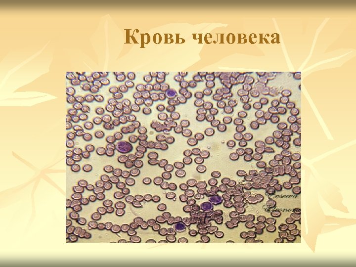 Кровь человека 