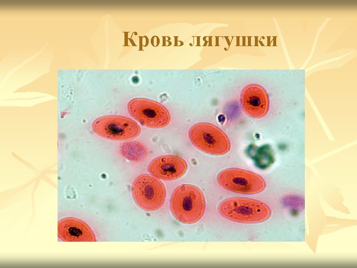 Рассмотрите микрофотографии 1 и 2 с изображением эритроцитов человека и лягушки