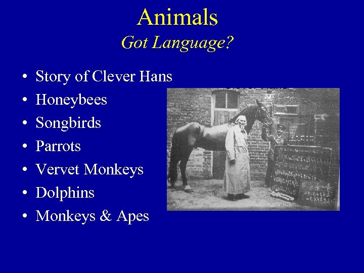 Animals Got Language? • • Story of Clever Hans Honeybees Songbirds Parrots Vervet Monkeys