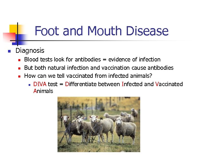 Foot and Mouth Disease n Diagnosis n n n Blood tests look for antibodies