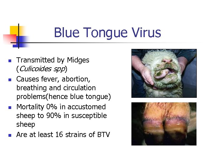 Blue Tongue Virus n n Transmitted by Midges (Culicoides spp) Causes fever, abortion, breathing