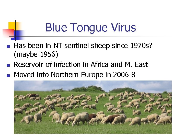 Blue Tongue Virus n n n Has been in NT sentinel sheep since 1970