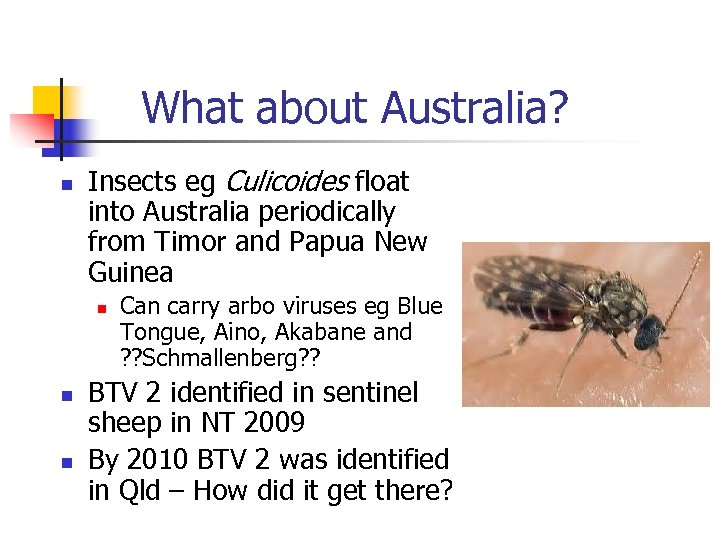 What about Australia? n Insects eg Culicoides float into Australia periodically from Timor and