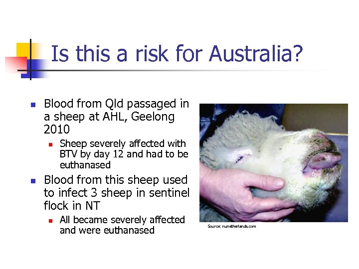 Is this a risk for Australia? n Blood from Qld passaged in a sheep