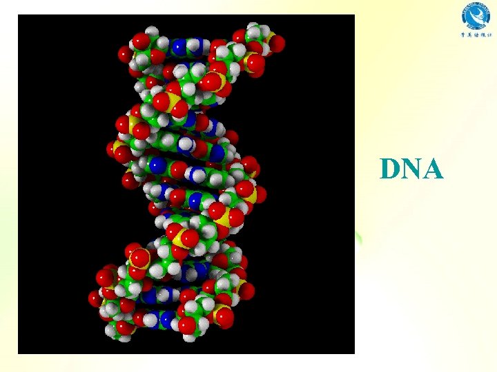 DNA 