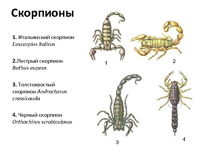 Скорпионы 1. Итальянский скорпион Euscorpius italicus 2. Пестрый скорпион Buthus eupeus 2 1 3.