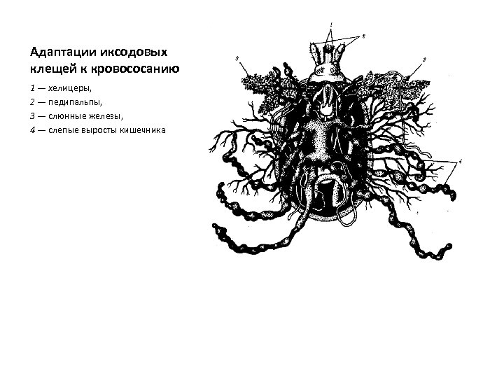 Адаптации иксодовых клещей к кровососанию 1 — хелицеры, 2 — педипальпы, 3 — слюнные