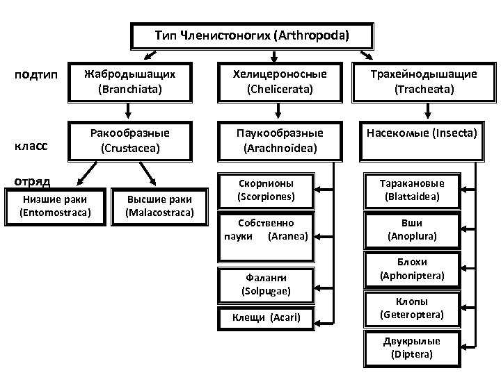 Схема классификации членистоногих