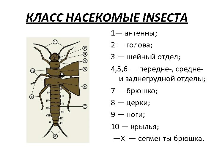 Насекомые какой класс. Сегменты грудного отдела насекомых. Класс насекомые Insecta. Класс насекомые отделы тела. Класс насекомые численность.