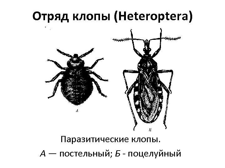 Имаго постельного клопа рисунок