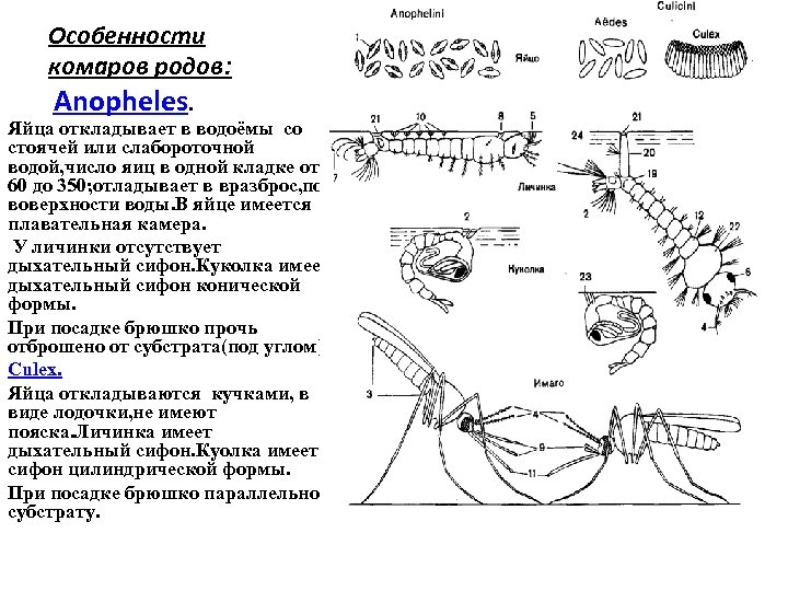 Особенности комаров родов: Аnopheles. Яйца откладывает в водоёмы со стоячей или слабороточной водой, число