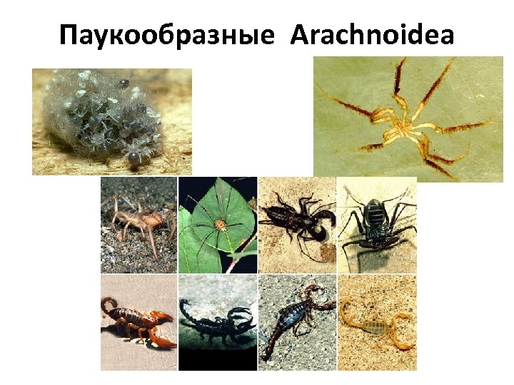 Паукообразные Arachnoidea 