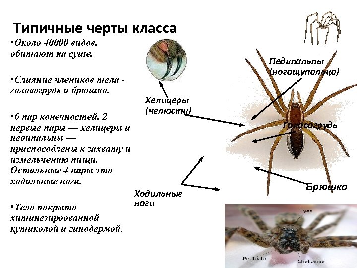 Сегментированные конечности паукообразных. Класс паукообразные внешнее строение. Паукообразные задания. Анатомия паука крестовика. Внешний вид паукообразных.