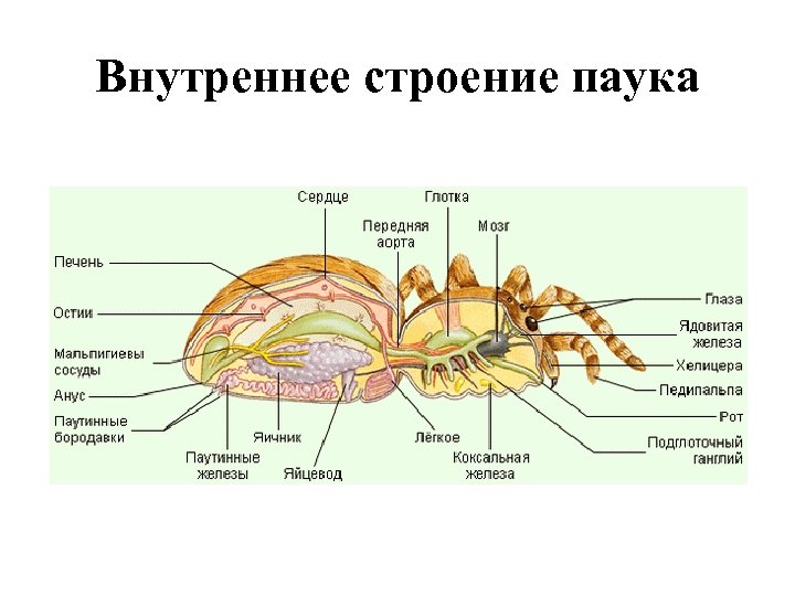 Внутреннее строение паука рисунок с подписями