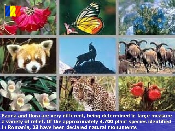 Fauna and flora are very different, being determined in large measure a variety of