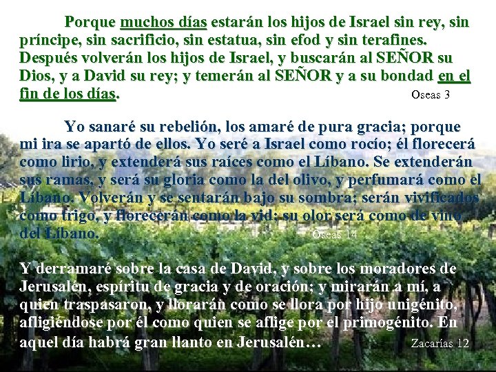 Porque muchos días estarán los hijos de Israel sin rey, sin príncipe, sin sacrificio,